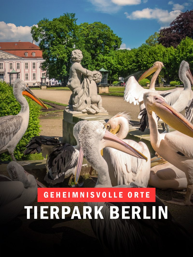 Pelikane im Tierpark Friedrichsfelde | Bild: IMAGO / Dreamstime